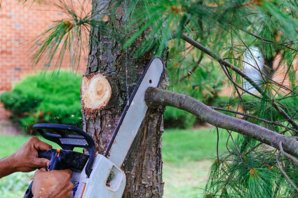 Best Arborist Consultation Services  in Center Hill, FL